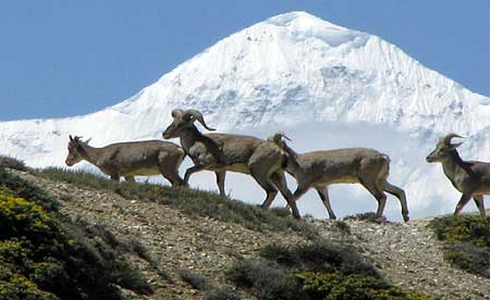 blue-sheep-1-1.jpg